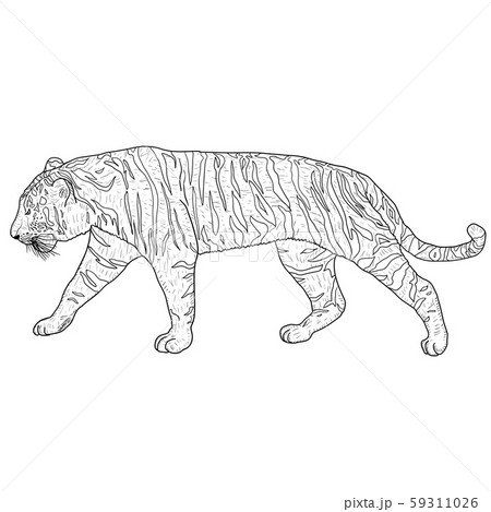 Sketch beautiful tiger on a white background 59311026
