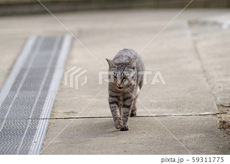 ワル顔の猫 ワル顔の猫 59311775