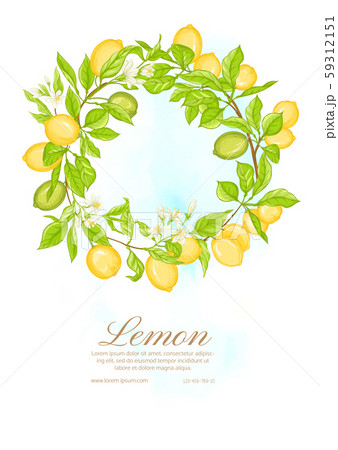 Lemon tree branch with lemons Lemon tree branch with lemons 59312151