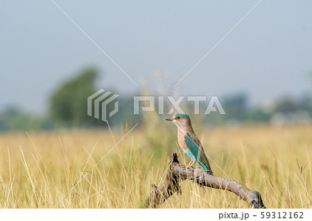 Angry bird Indian roller or Coracias benghalensis on a beautiful wood perch at tal chhapar blackbuck sanctuary, churu, rajasthan , india Angry bird Indian roller or Coracias benghalensis on a beautiful wood perch at tal chhapar blackbuck sanctuary, churu, rajasthan , india 59312162