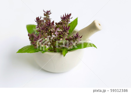 Sweet basil with purple flowers in porcelain Sweet basil with purple flowers in porcelain 59312386