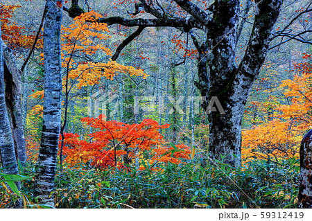 白池森林公園の紅葉 59312419