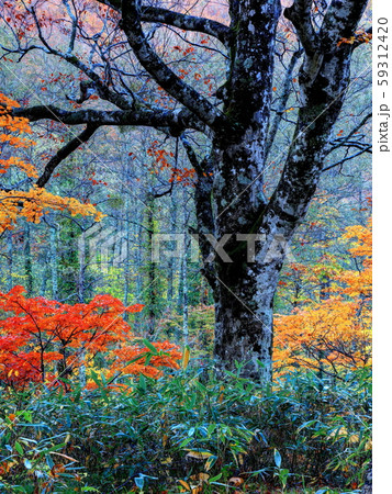 白池森林公園の紅葉 白池森林公園の紅葉 59312420