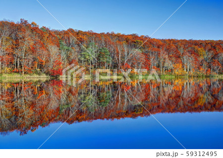 蓮華白池の紅葉 59312495