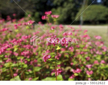 赤色の蕎麦の花 59312622