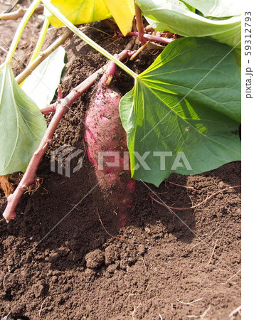 さつまいもの収穫 59312793