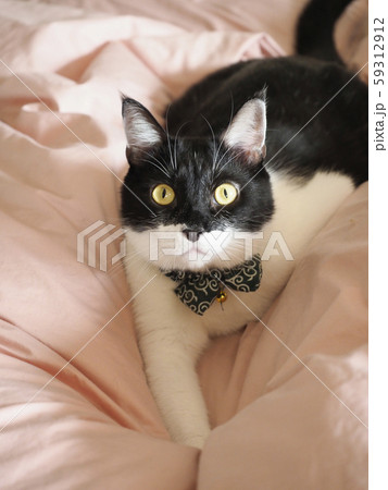 布団にのったマスク猫 59312912