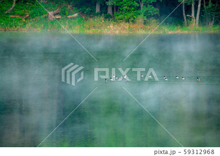 霧に包まれる中綱湖　【長野県】 59312968