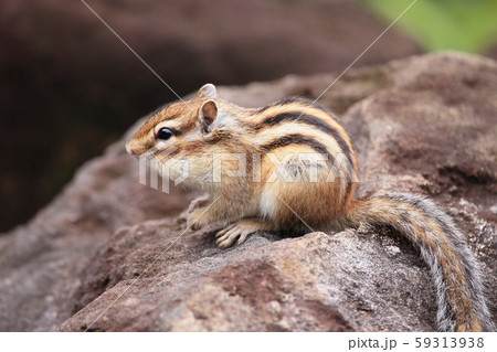 シマリス シマリス 59313938