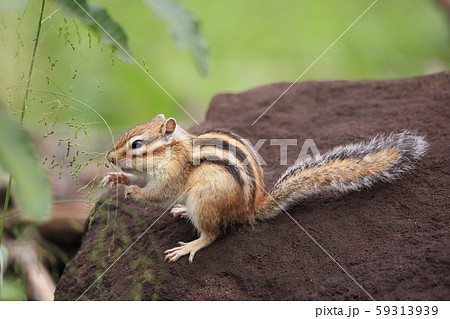 シマリス シマリス 59313939