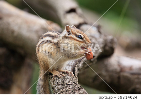 ドングリを食べるシマリス 59314024