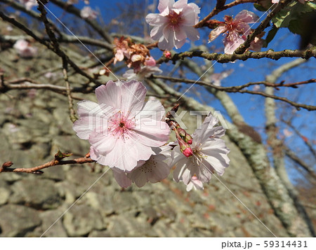 冬に咲く半八重咲きの桜：十月桜 59314431