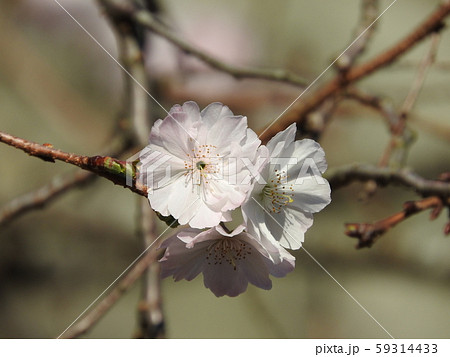 冬に咲く半八重咲きの桜：十月桜 59314433