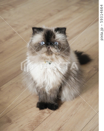 お座りした猫 お座りした猫 59314664