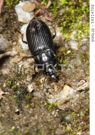 生き物　昆虫　ゴミムシ、体長約十二ミリ。「頭部に暗赤斑、前胸背板後方は余りくびれず後角は鈍い。」です 59314708