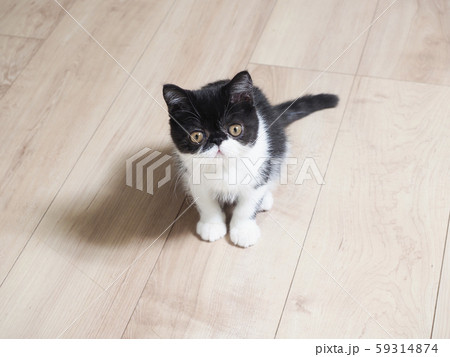 お座りした仔猫 59314874