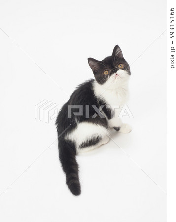 振り向いた猫 59315166