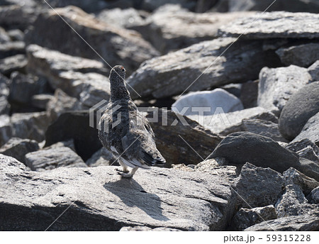 Close up male rock ptarmigan, Lagopus muta, Close up male rock ptarmigan, Lagopus muta, 59315228