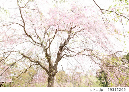 桜の木　見上げる 59315266