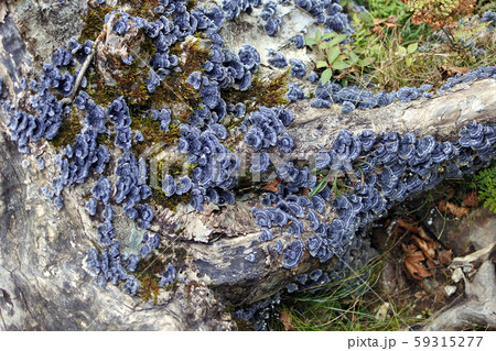 群生 きのこ 群生 きのこ 59315277