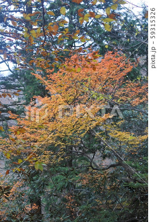 大峰山 紅葉 大峰山 紅葉 59315326