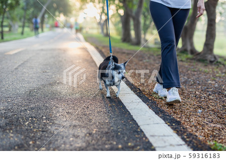 Woman walks with a Chihuahua in natural sunrise in the morning. 59316183