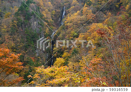 八滝の紅葉 八滝の紅葉 59316559