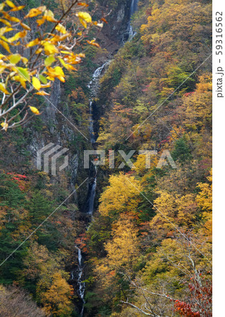 八滝の紅葉 八滝の紅葉 59316562