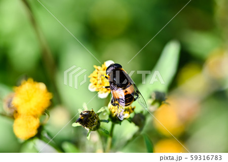 オオハナアブ オオハナアブ 59316783