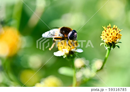 オオハナアブ 59316785