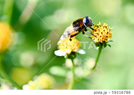オオハナアブ 59316786