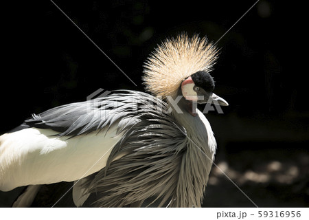 ホオジロカンムリヅル 59316956