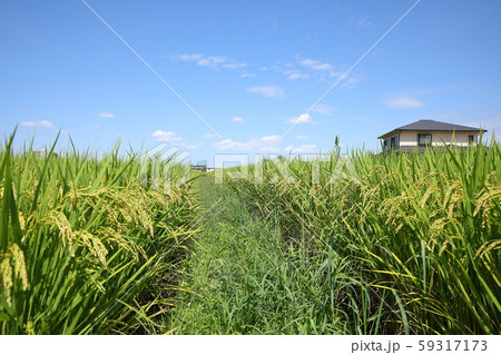 田んぼの稲穂 田んぼの稲穂 59317173