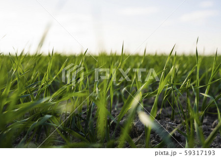 Young wheat seedlings growing on a field in autumn. Young green wheat growing in soil. Agricultural Young wheat seedlings growing on a field in autumn. Young green wheat growing in soil. Agricultural 59317193