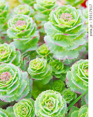 カラフルな高山に咲く花(多肉植物・イワベンケイ) 59317617