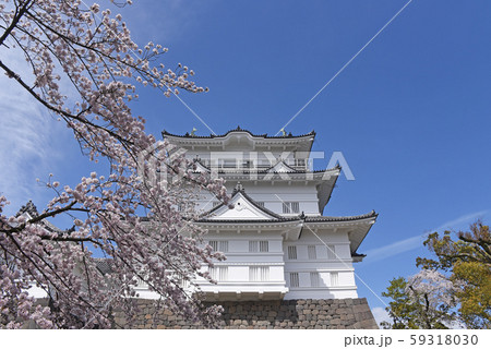 小田原城　桜 59318030