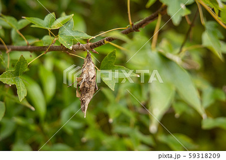 ミノムシ 59318209