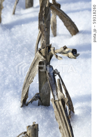 agricultural field 59318260