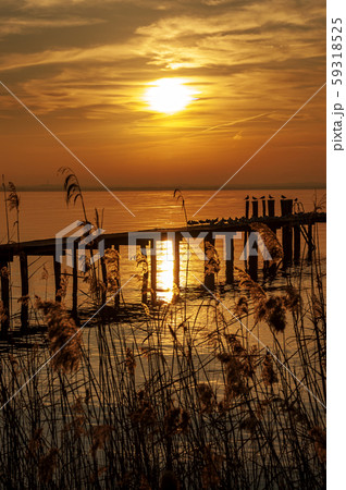 Lake Garda at sunset with reeds - Lazise Veneto Italy Lake Garda at sunset with reeds - Lazise Veneto Italy 59318525