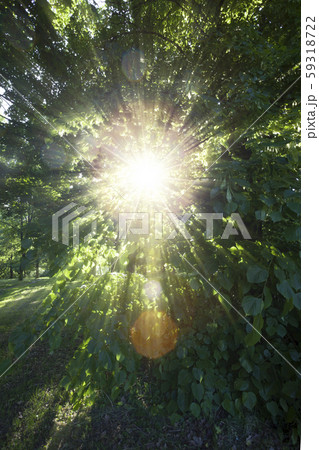 kinds of trees 59318722