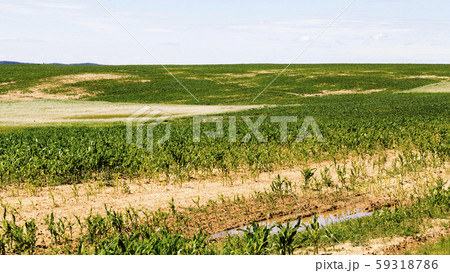 poorly grown sweet corn in the agricultural field poorly grown sweet corn in the agricultural field 59318786
