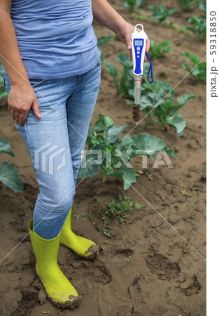 Woman use digital soil meter in the soil. Cabbage Woman use digital soil meter in the soil. Cabbage 59318850
