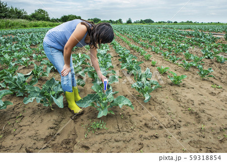 Woman use digital soil meter in the soil. Cabbage Woman use digital soil meter in the soil. Cabbage 59318854