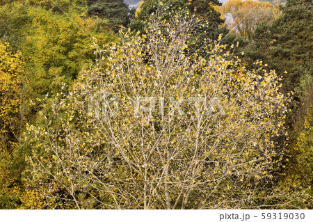 autumn yellowed foliage 59319030
