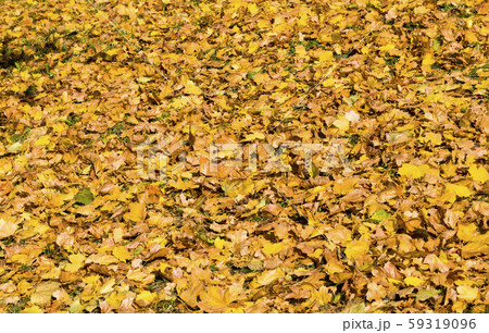 dry yellowed foliage 59319096