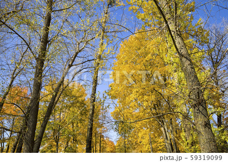 autumn landscape autumn landscape 59319099