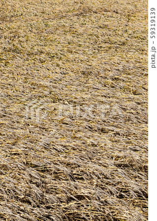 yellowing wheat in summer 59319139