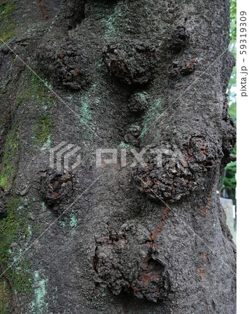 桜の木に出来た瘤 桜の木に出来た瘤 59319309