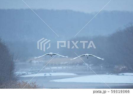 ねぐらから飛び立つタンチョウ（北海道・鶴居） 59319366