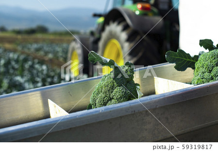 Harvest broccoli in farm with tractor and Harvest broccoli in farm with tractor and 59319817